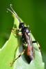 Ichneumon sp.